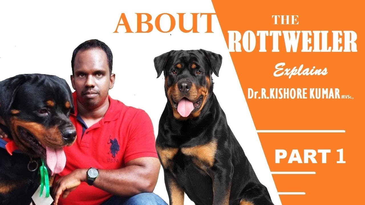 ராட்வீலர் நாய்கள் ( About Rottweiler in Tamil Part-1)