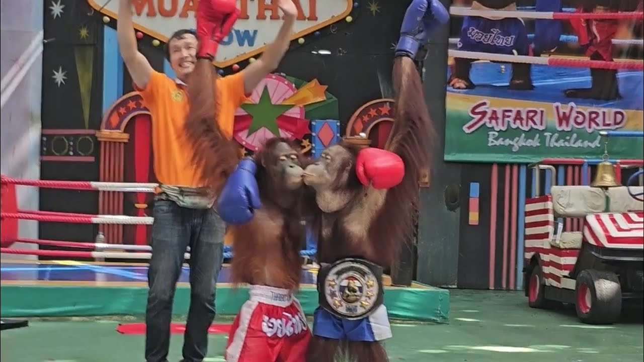 Orangutan Show, Bangkok