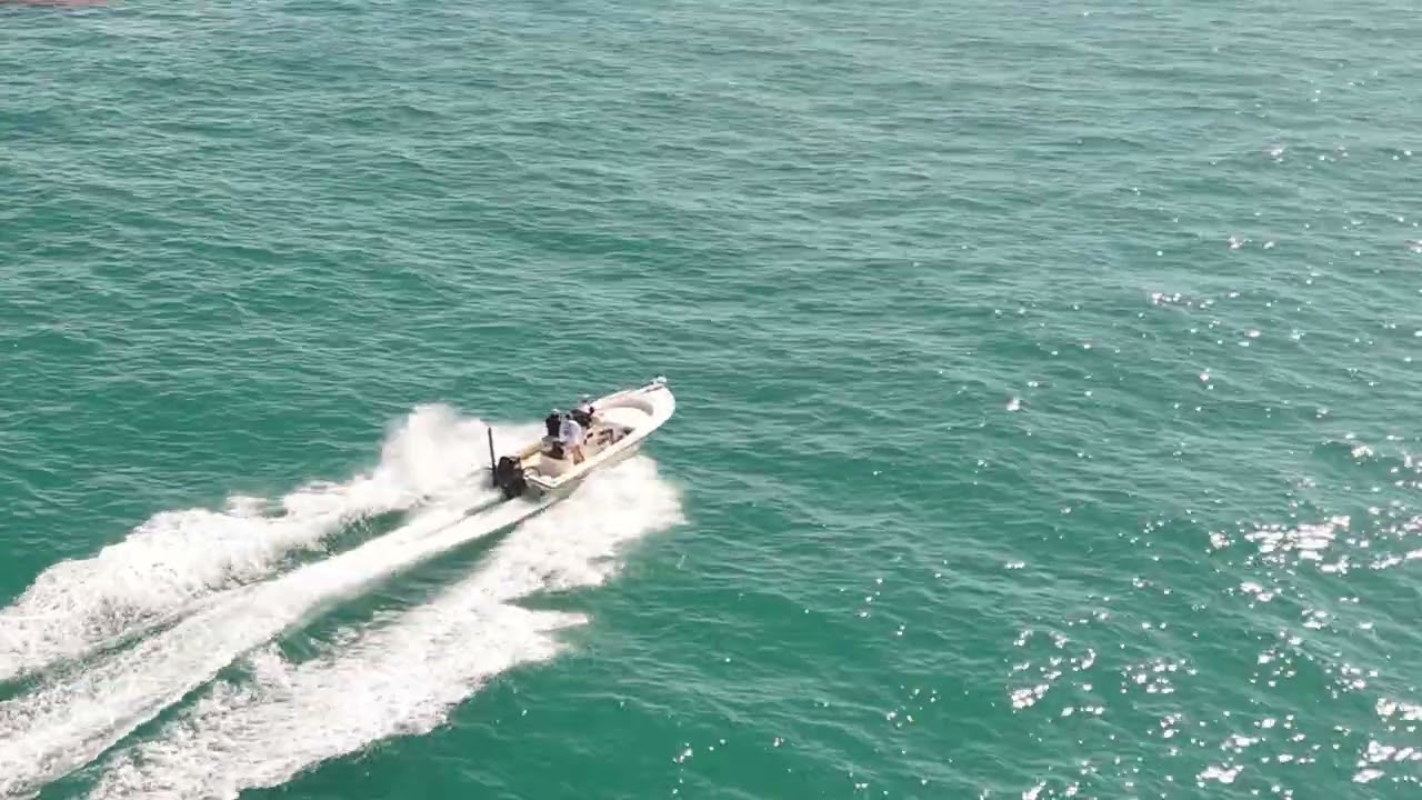 SHARK ALLEY 