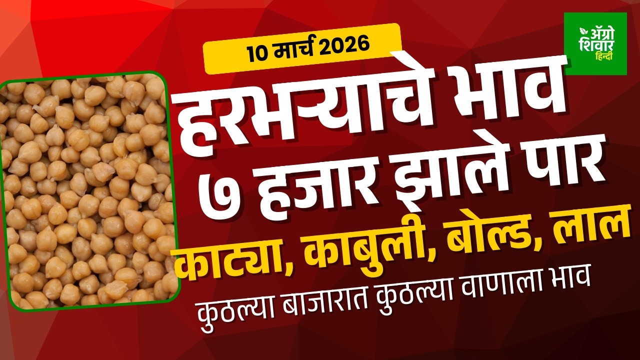 chana rate | हरभरा बाजार भाव ‘या’ बाजारात ७ हजारापर्यंत | 10 March 26