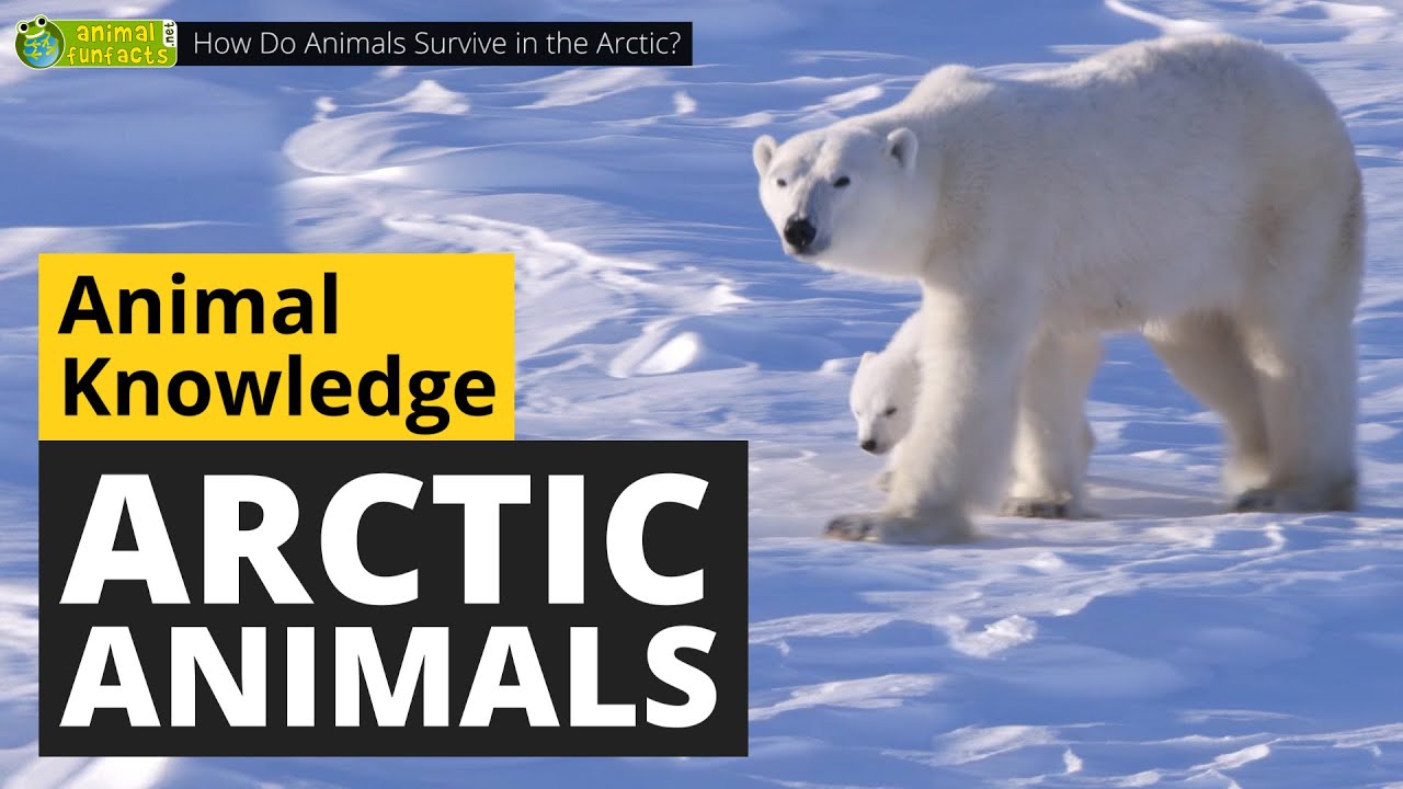 How Do Animals Survive in the Arctic? 🐻‍❄️ - Animals for Kids - Educational Video