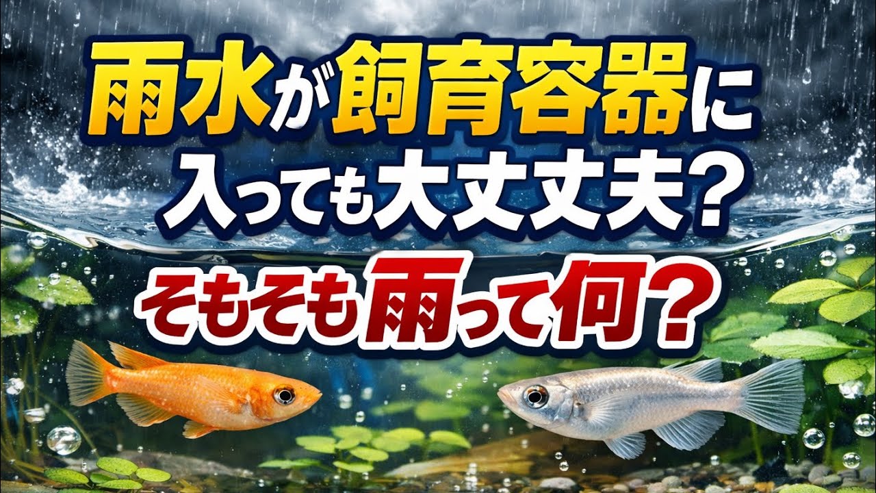 雨水はメダカにどんな影響があるの？【メダカ】