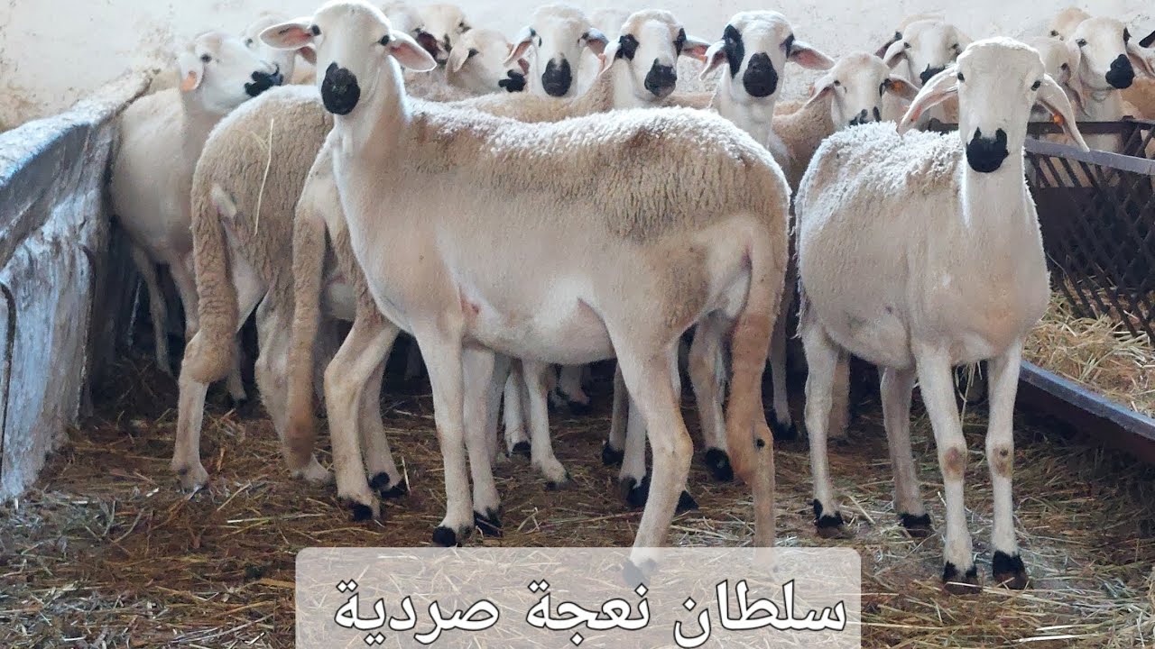 شاهد ظهور يوم قطيع🏅 من سلالة نعجة صردية سوبير🥇سيدي حجاج 06/03/80/55/58