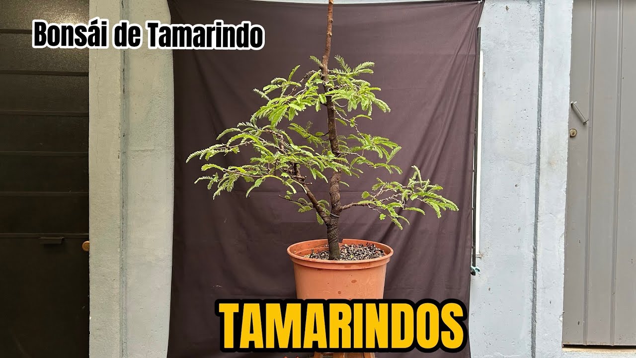 Bonsái de Tamarindo.