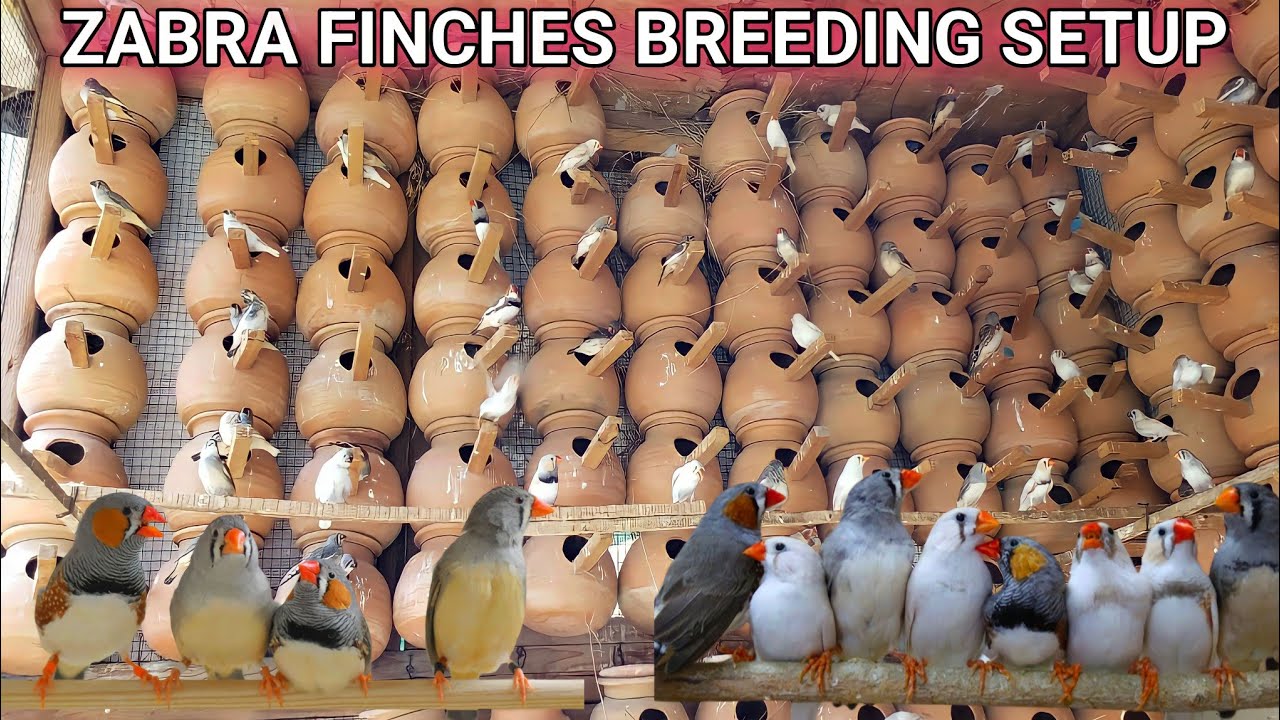 Zebras Finches 300 Breeding pairs Colony Setup || Zebra Finch Setup @SYEDBIRDS