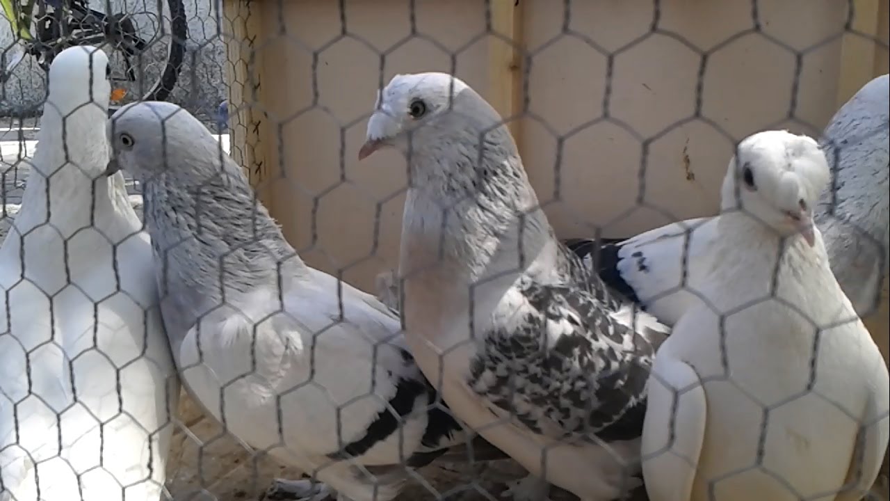 Eskişehir Güvercin Kuş Pazarı Tanıtımı