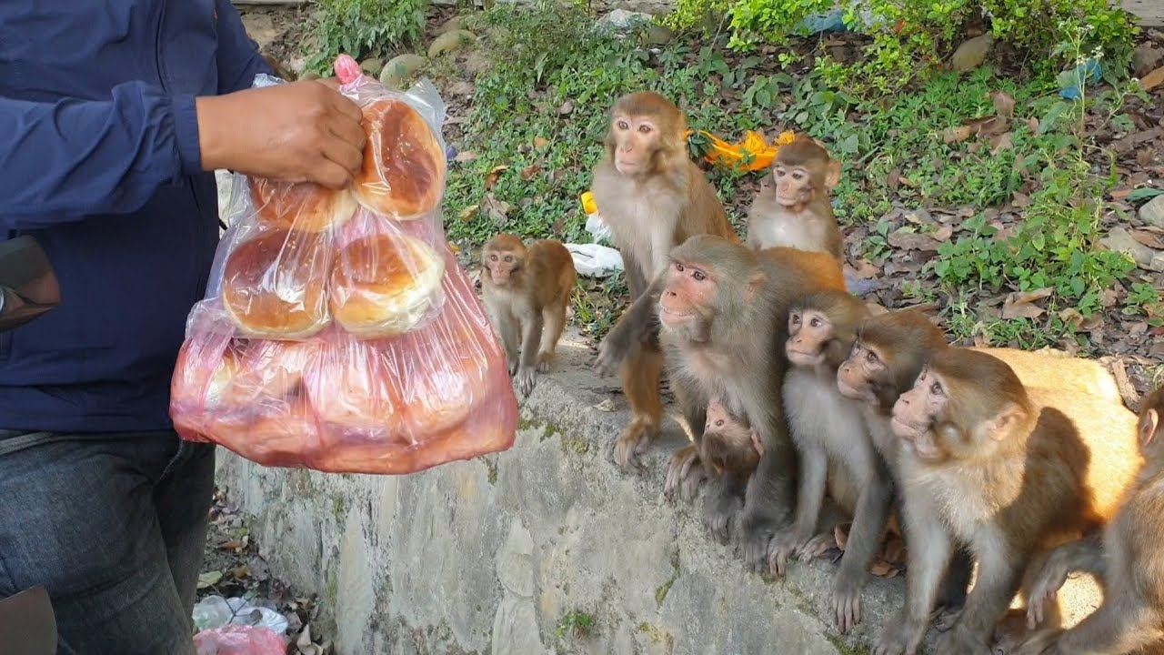 Feeding a group of monkey Bakery items cake bread buns || A real man feeding group of monkey