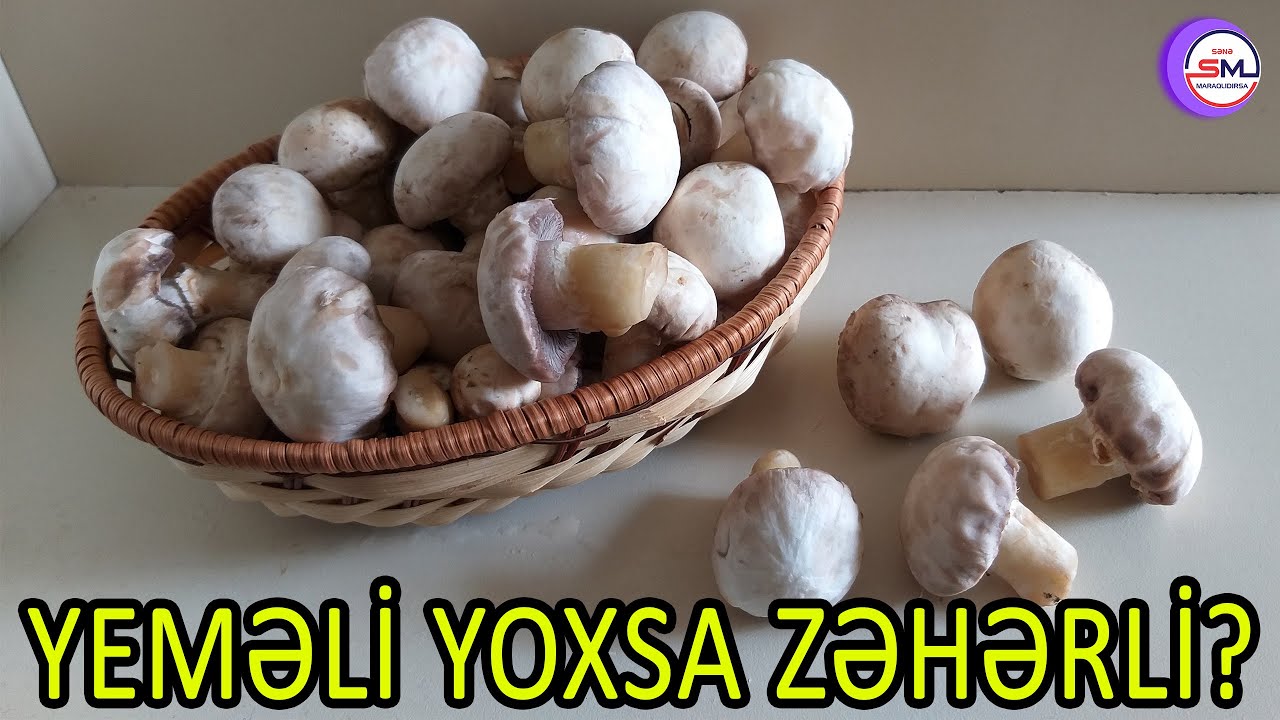 Dünyanın ən zəhərli göbələyi şampinyon göbələyinə oxşayır