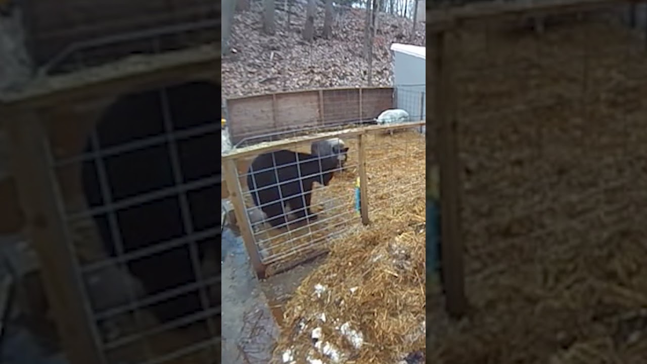 Heroic Pigs Scare Off Bear