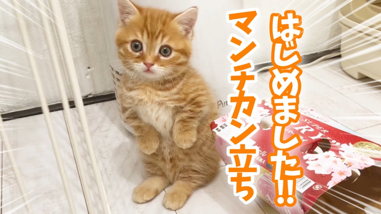 突然、マンチカン立ちのコツを掴んだ子猫がかわいすぎました💓