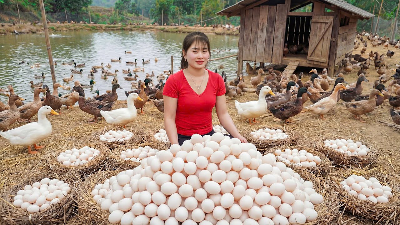 Timelapse - Harvesting Duck Eggs in 23 Hours | From Duck Farm to Market