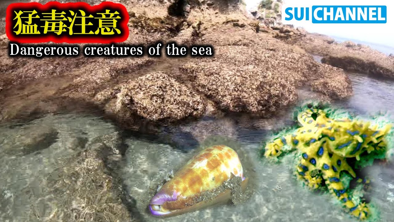 人も殺せる海の危険生物！磯遊びで絶対知っておくべき生き物知識！（声解説）Dangerous creatures of the sea