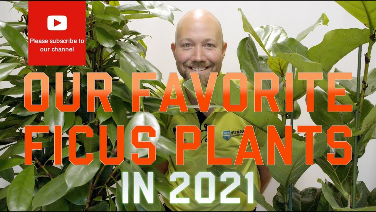Our favorite Ficus plants 🌱 in 2021