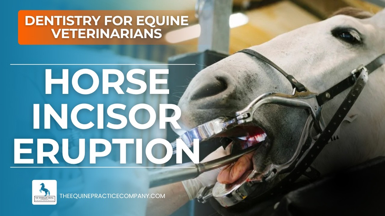 Horse Incisor Eruption: Key Dental Signs Veterinarians Use to Age Horses