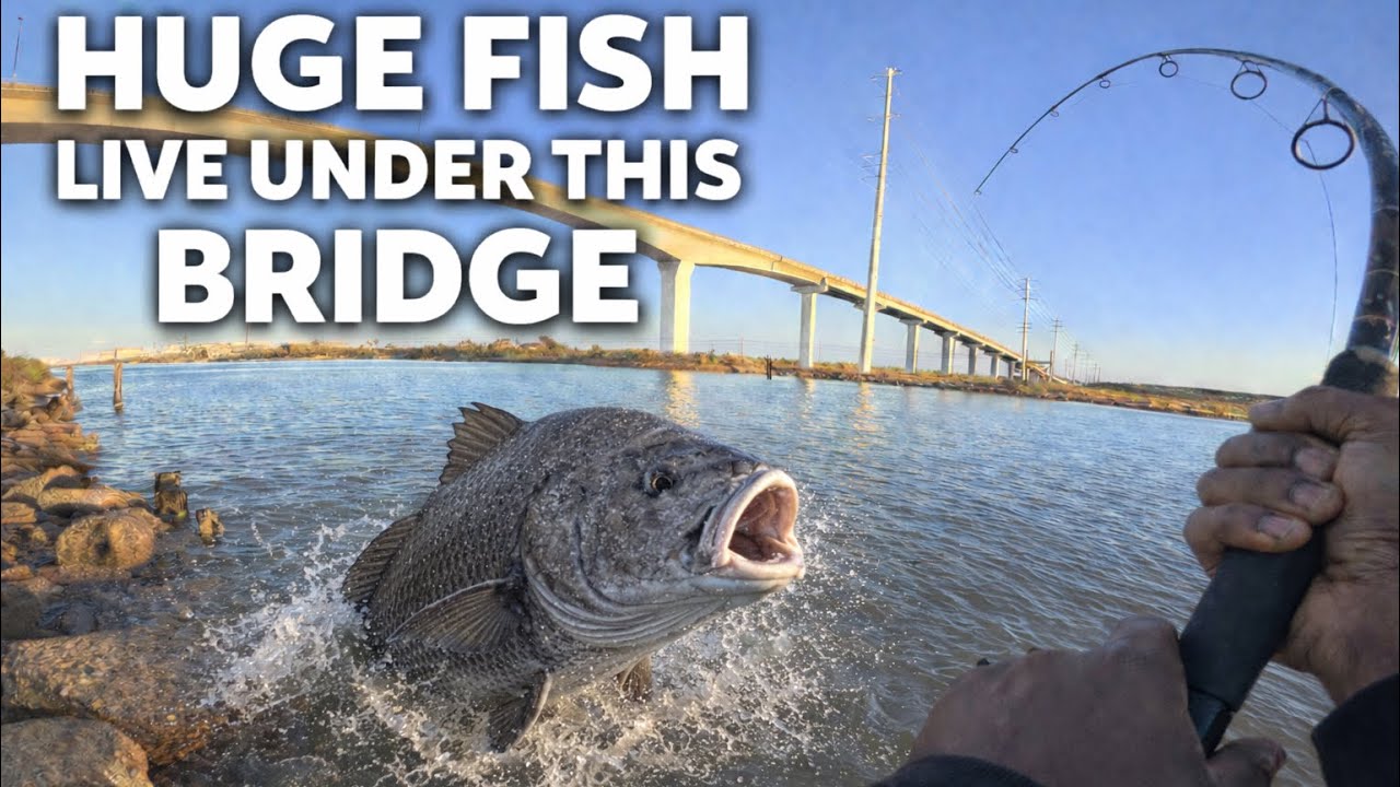 BIG FISH Live Under This BRIDGE ! 