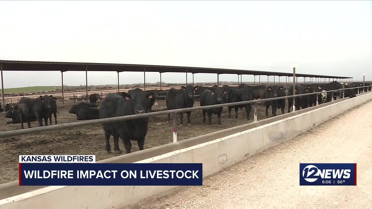 Kansas cattle operations monitoring animals due to wildfire smoke