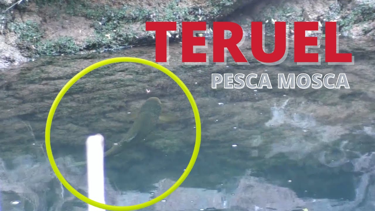 Pesca con mosca en ARAGÓN 【 ALBARRACÍN 】