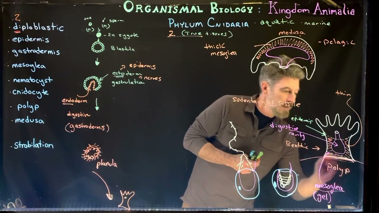 Phylum Cnidaria: Introduction and Body Plan