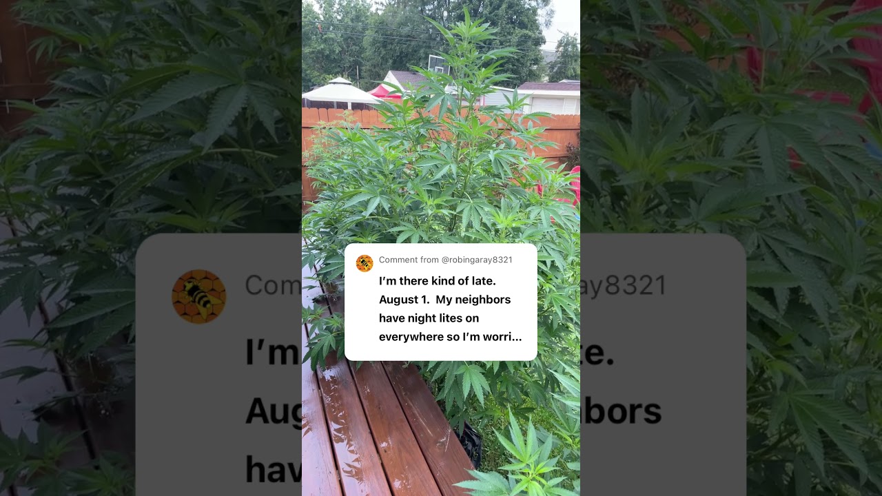 My first time growing.  Aug 2.   8ft plants.  Not sure what strain