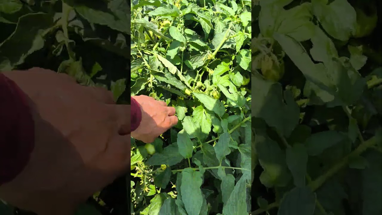 Tomate rasteiro hm 2798  com 59 dias