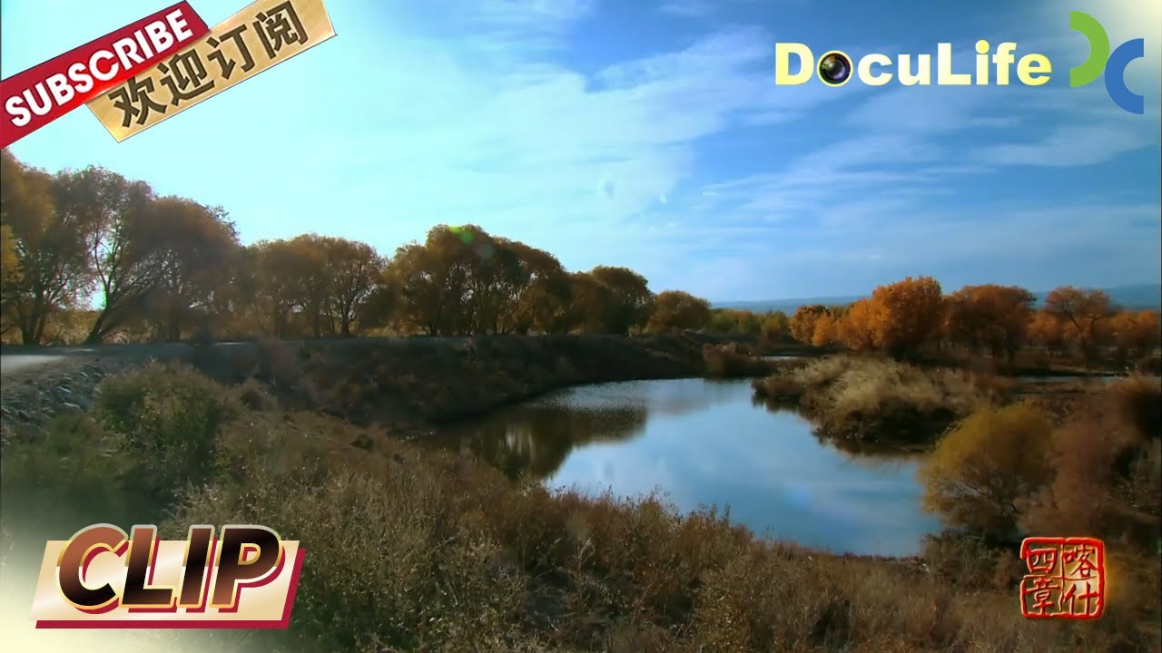 胡杨树是荒漠地区仅有的乔木树种 起到防风固沙的作用 也是极其重要的种子资源《喀什四章》第一集【DocuLife-SMG纪实人文官方频道】