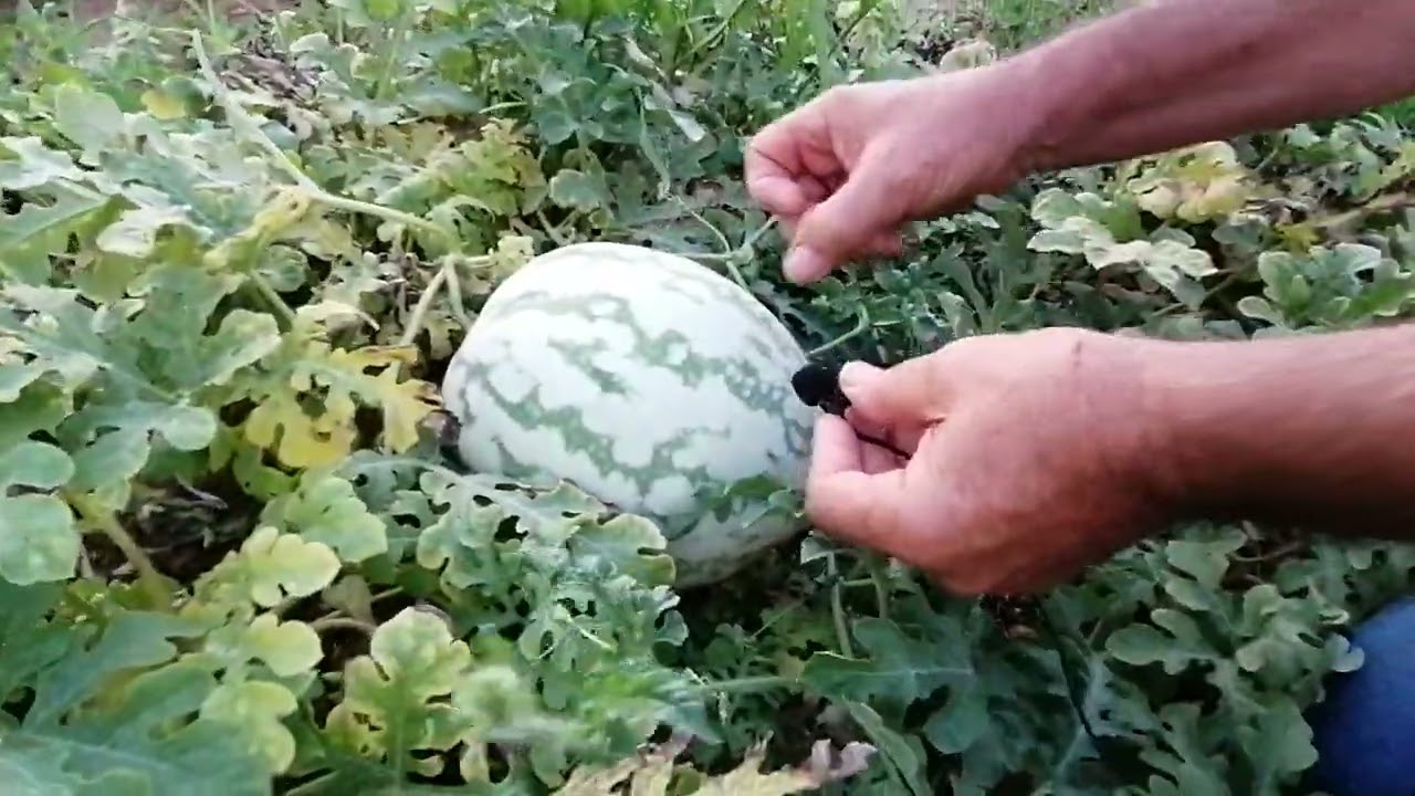 COMO SABER SI ESTA MADURA SANDIA Y MELON
