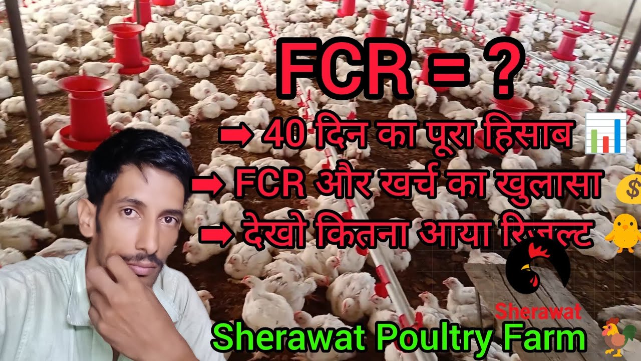 💥 “40 दिन में FCR निकाली — रिज़ल्ट देखकर हैरान रह जाओगे!”