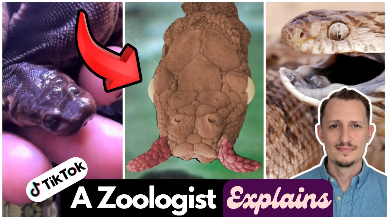 Top 10 WEIRDEST Snakes on the Planet - Zoologist Explains TikTok Finds