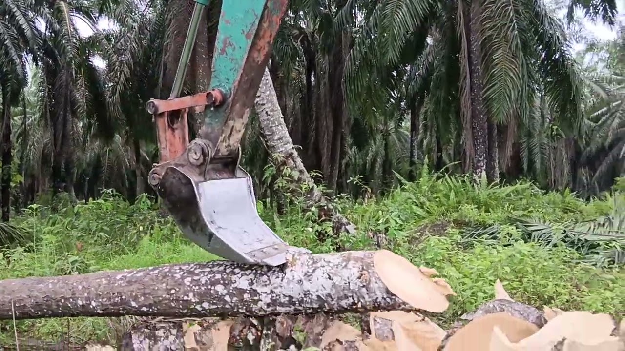 Ciping pokok sawit yang laju