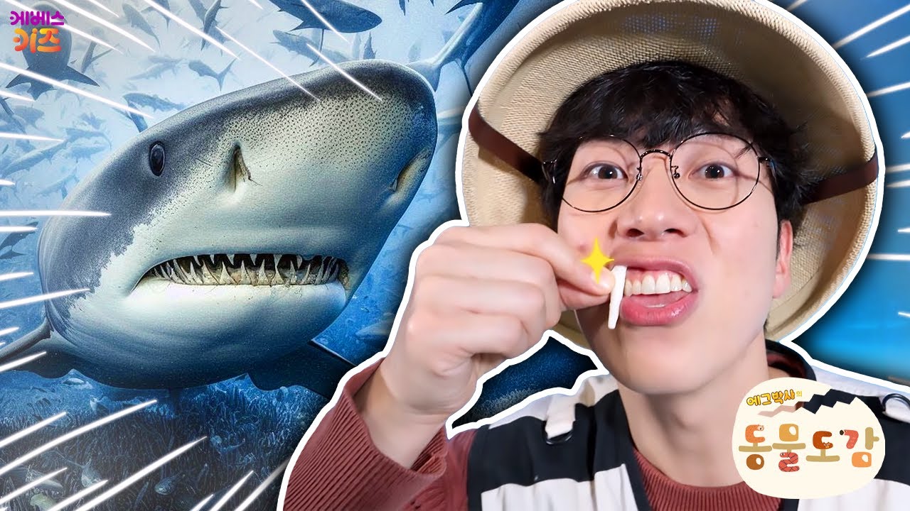 수족관에 숨겨진 보물을 찾아라?ㅣ상어, 가오리ㅣ에그박사의 동물 도감ㅣKBS 250325 방송