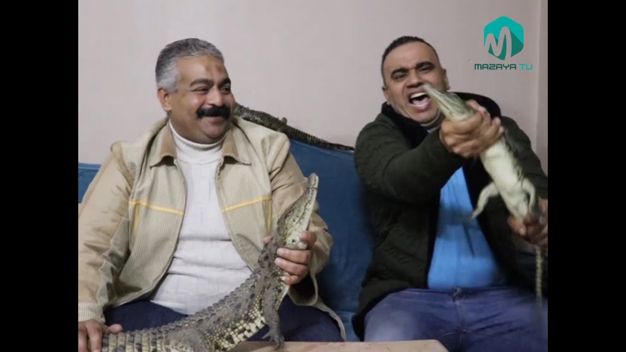 حلقه مع تمساح مصر ا. سيد تمساح معلومات قويه جدا فى تربية التماسيح