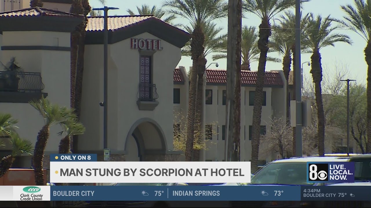 Guest says he was stung by scorpion at Las Vegas hotel 
