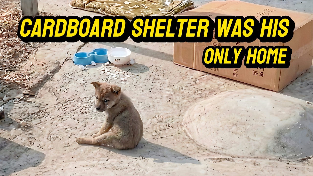This Dog Still Waits for an Owner Who Never Returned