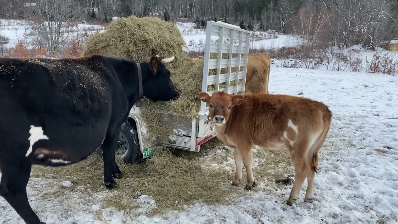 Silvopasture: Cows and Trees