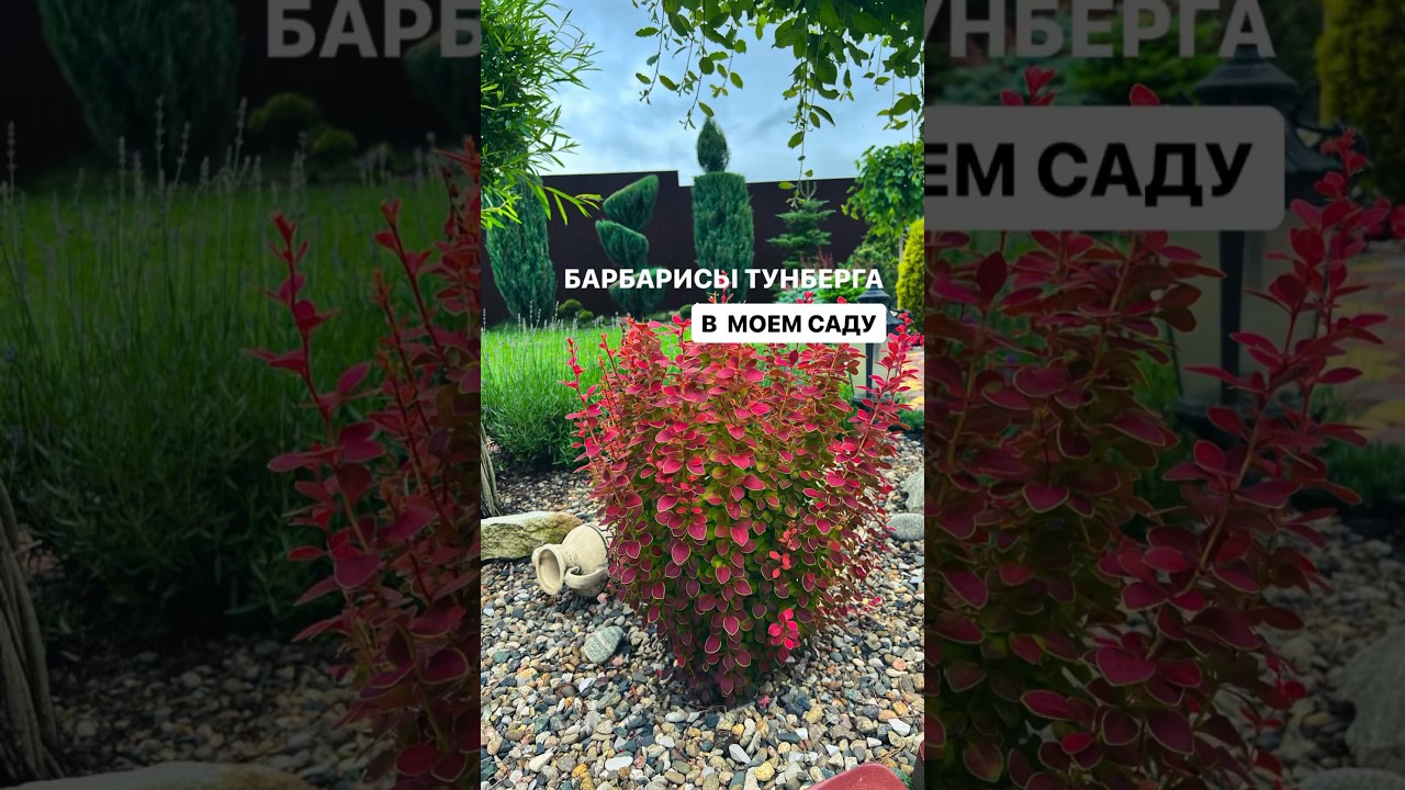 Моя коллекция из Барбариса Тунберга #барбарис  #барбаристунберга #кустарники #садовыеидеи #мойсад