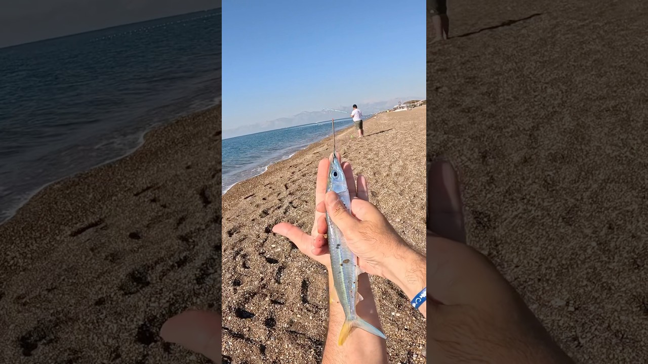 Didekli Balığı Avı P&Uuml;F NOKTALAR !! #tolga&ccedil;alım #keşfet #fish #fishing