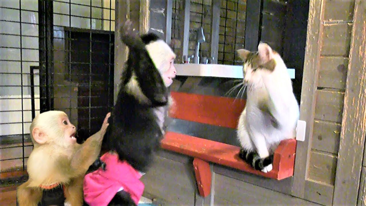 Monkey PROTECTS BABY MONKEY from CAT!