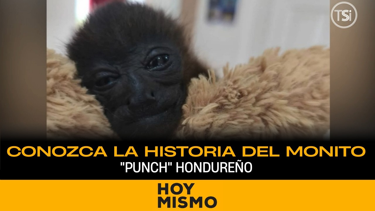 Conozca la historia del monito 