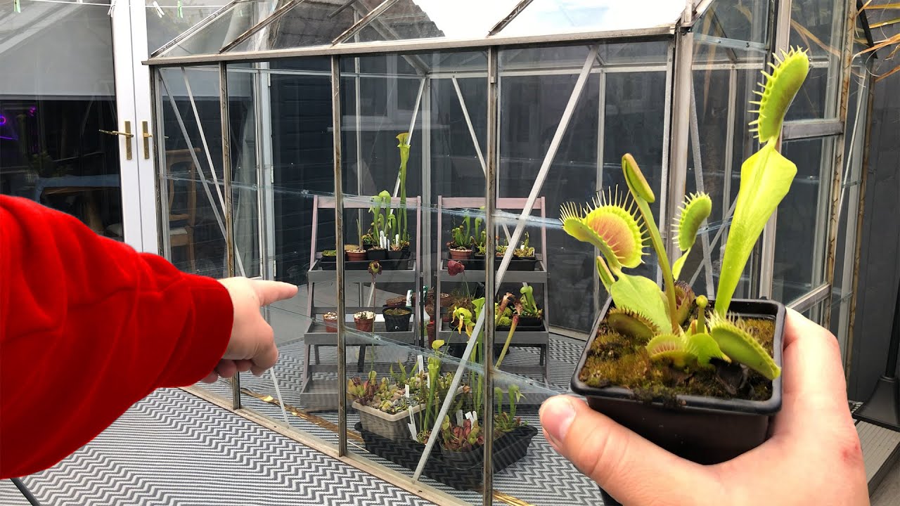 Our New Carnivorous Greenhouse