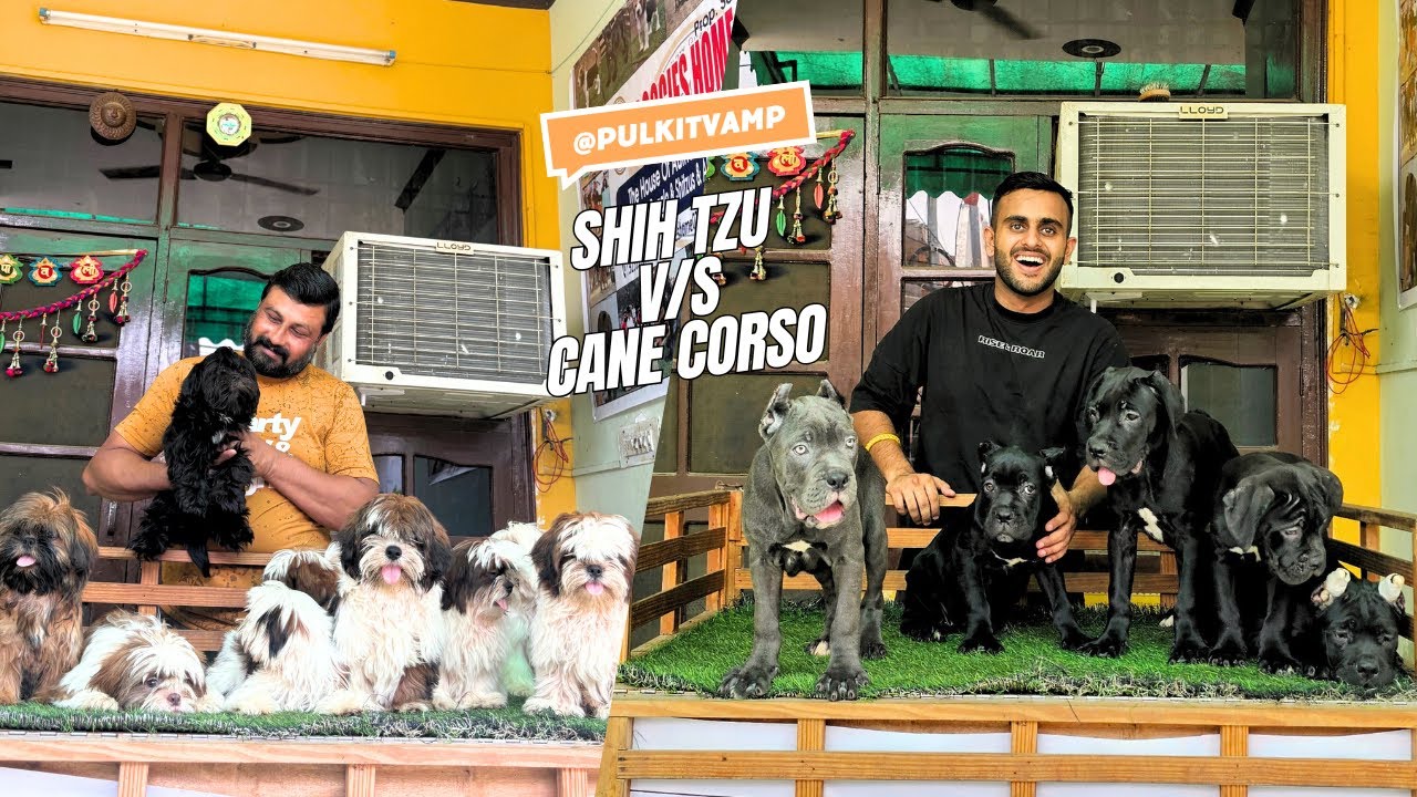 Exotic CaneCorso ,Shitzu & Beagle in Haryana 😱❤️