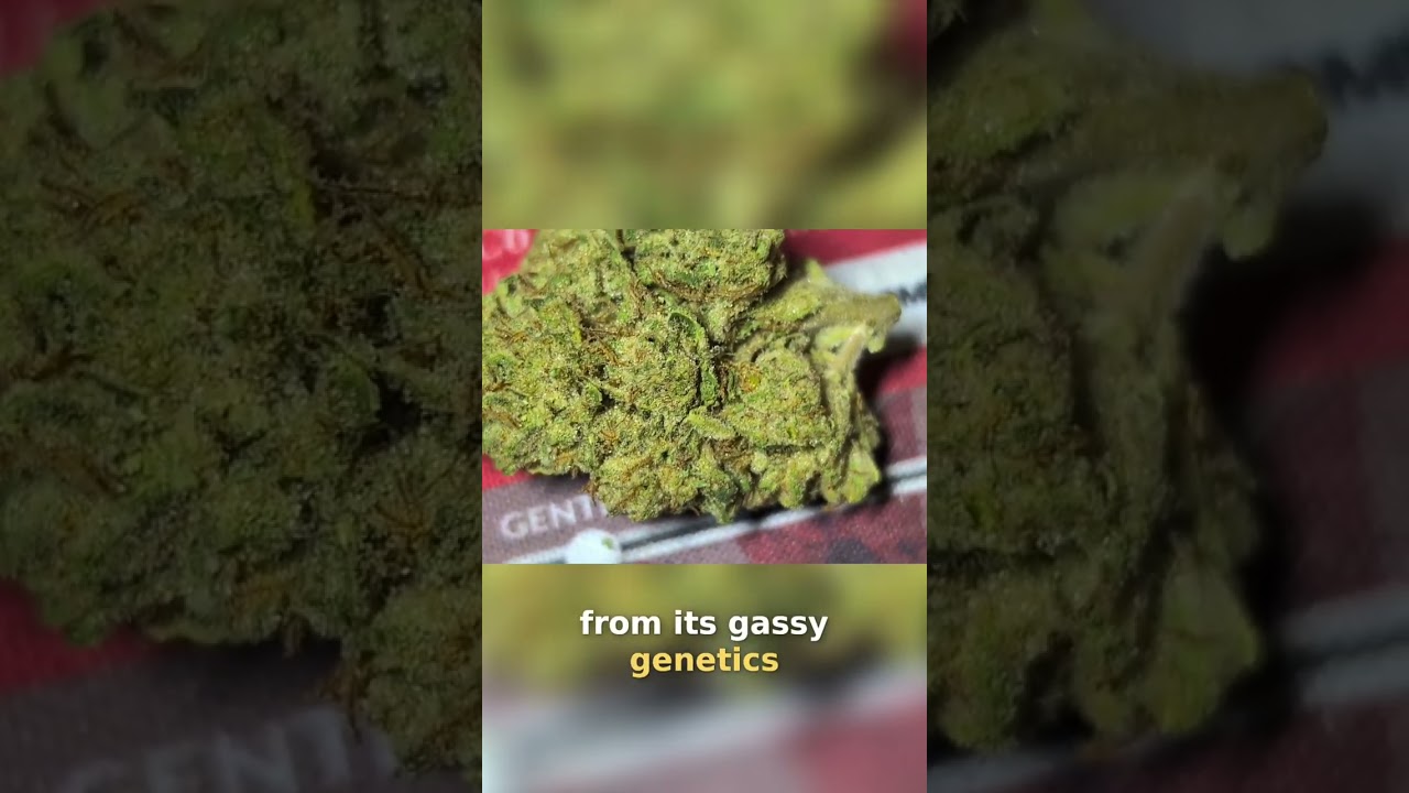 Diesel Flavor: Taste Test & Review of Gassy Genetics 