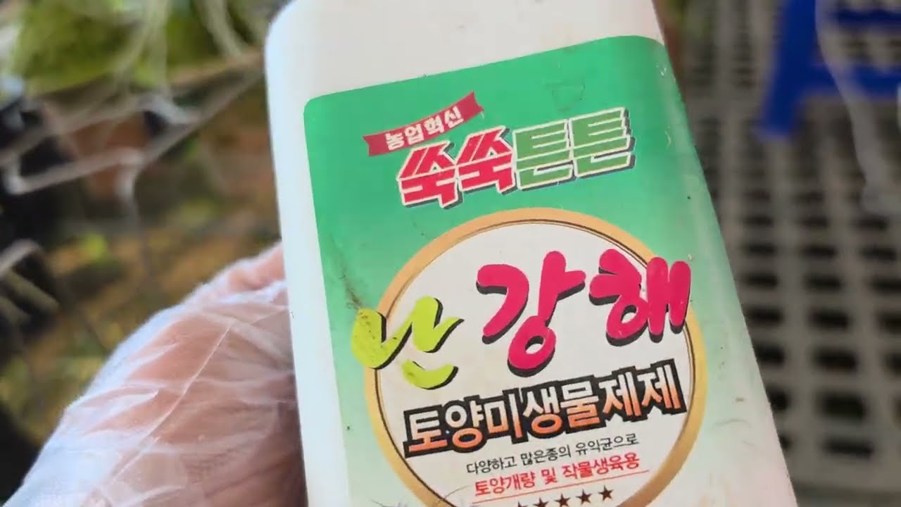 한국 춘난 경매 합니다 👍구독👍👍👍 좋아요 💋부탁드립니다 3월11일 