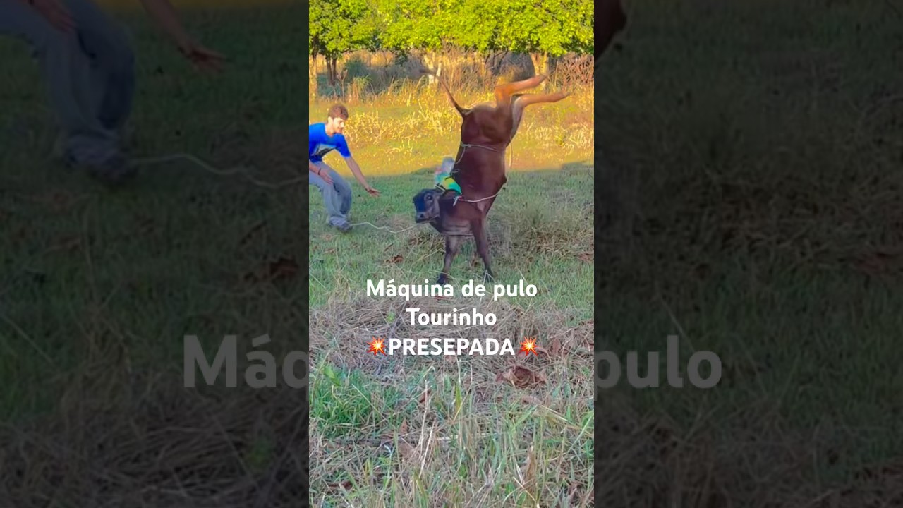 Tourinho Presepada  #bezerropulador #touropulador #bezerro #rodeio