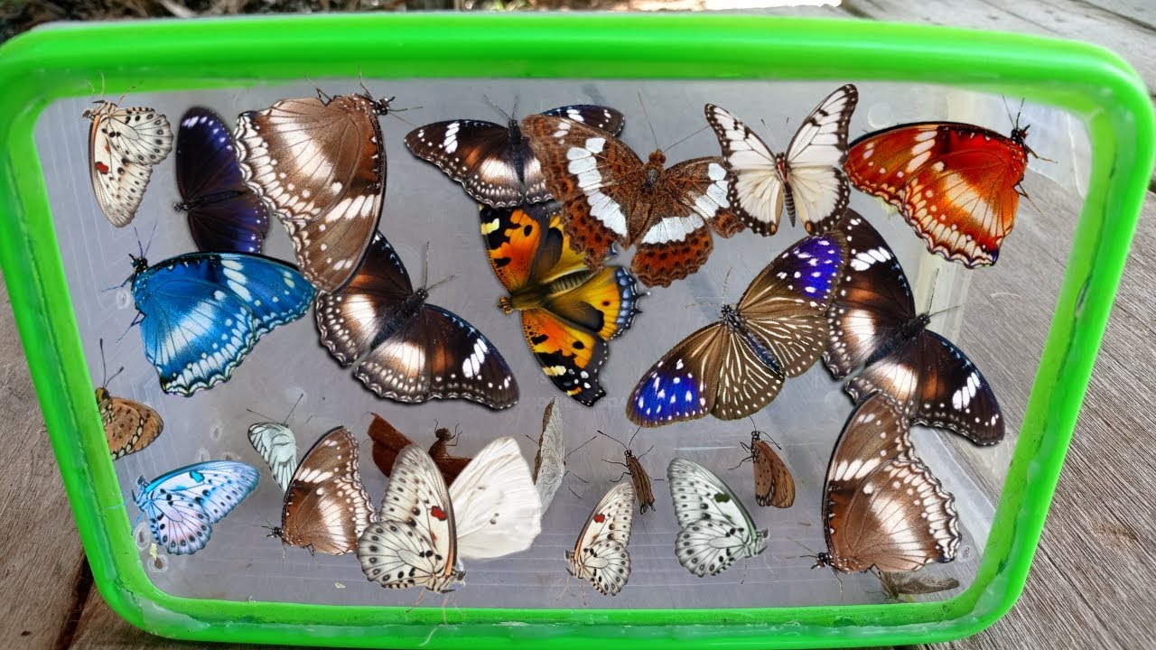 Bug hunting,hunting top butterfly in arround us !! black butterfly,orange batterfly,white butterfly