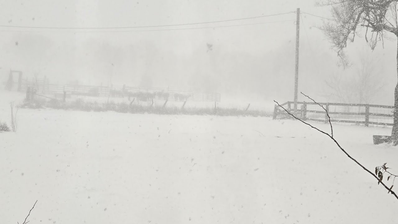 First Blizzard of 2025 #boergoats