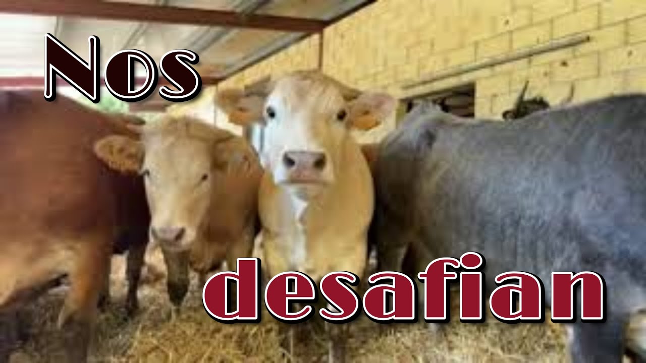 ‼ Vamos a encamar terneros  ‼