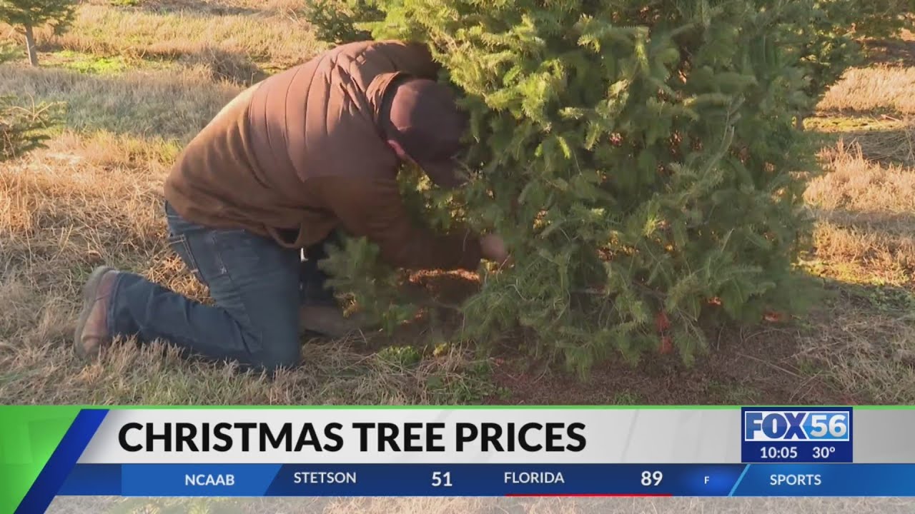 Inflation affecting Christmas tree farms in Kentucky
