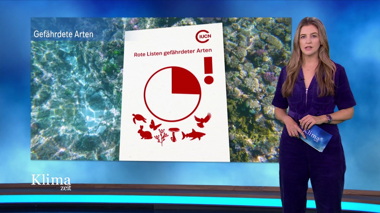 Koralle, Seegras und mehr – warum Klimaschutz wichtig für die Artenvielfalt ist | KlimaZeit