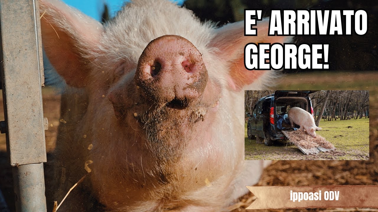 E' arrivato GEORGE!