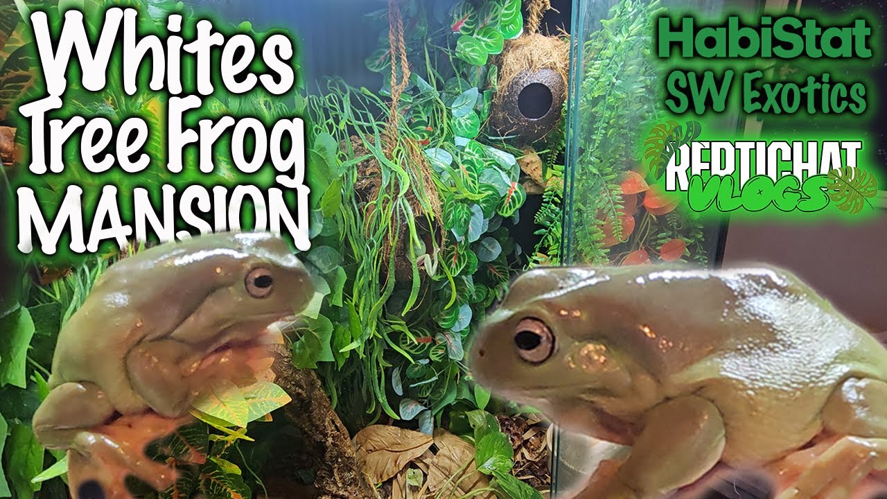 ULTIMATE Whites Tree Frog Vivarium Build